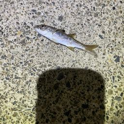 サバ