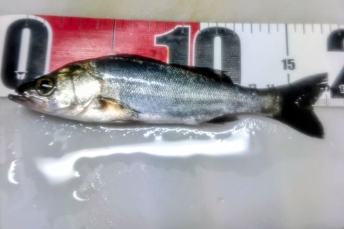 セイゴ(マルスズキ)の釣果