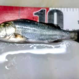 セイゴ(マルスズキ)