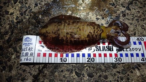 アオリイカの釣果
