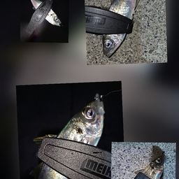 サバ