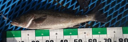 シーバスの釣果