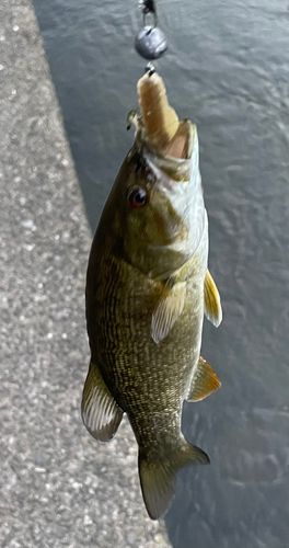 スモールマウスバスの釣果
