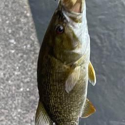 スモールマウスバス