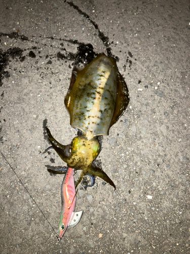 アオリイカの釣果
