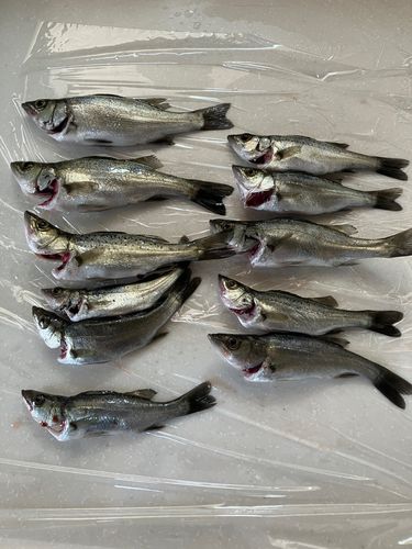 セイゴ(ヒラスズキ)の釣果