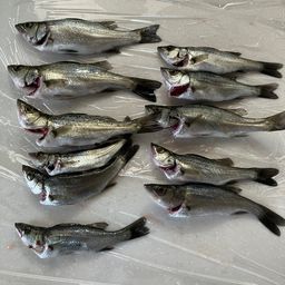 セイゴ(ヒラスズキ)