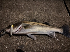 シーバスの釣果