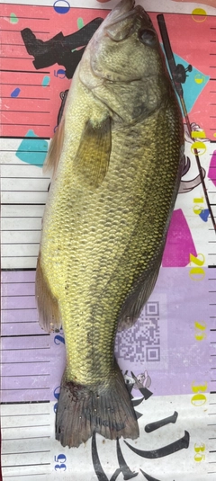 ブラックバスの釣果