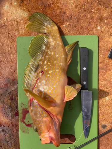 キジハタの釣果