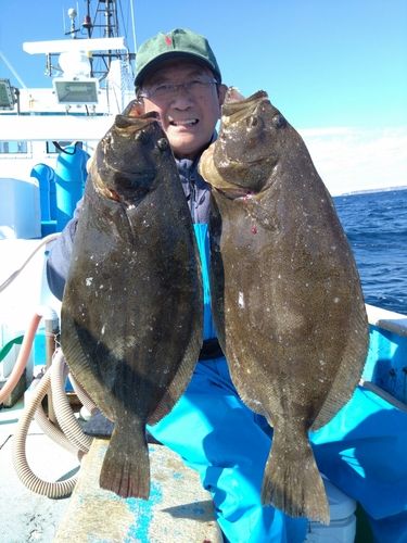 ヒラメの釣果