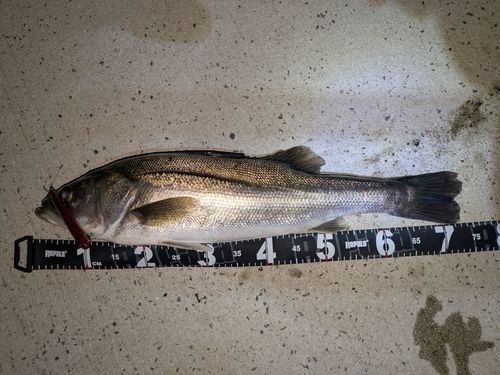 シーバスの釣果