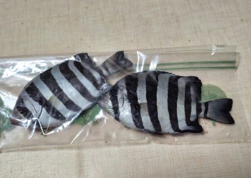 イシダイの釣果