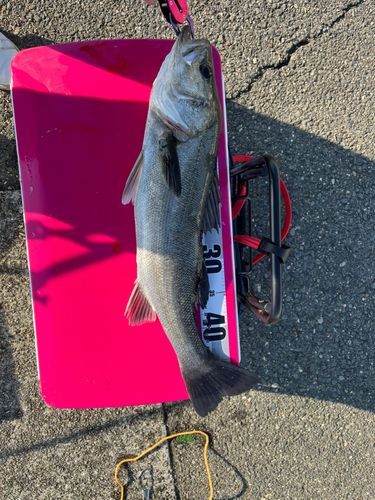 ハネ(マルスズキ)の釣果