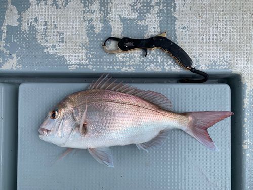 博多湾
