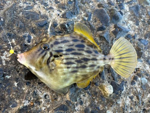 カワハギの釣果