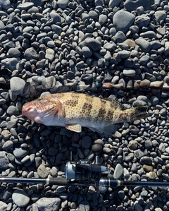 オオモンハタの釣果