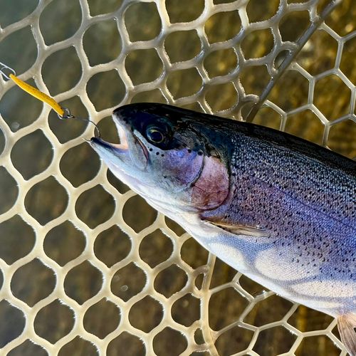 ニジマスの釣果
