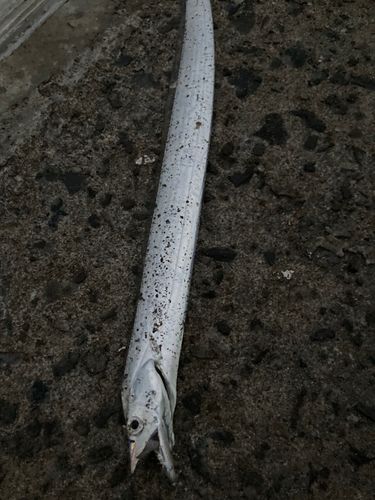 敦賀湾
