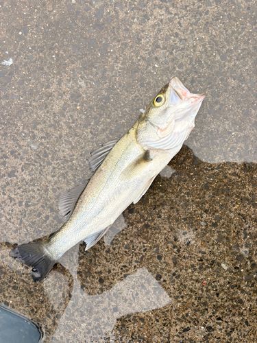 那珂湊港