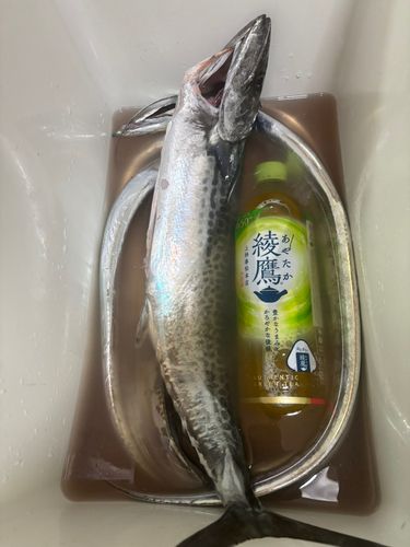釣果