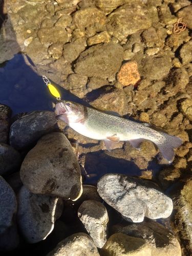 秋川国際マス釣場