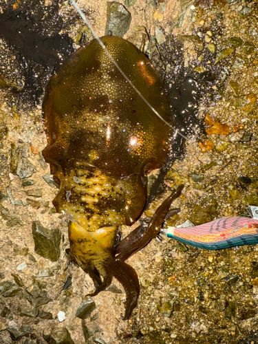 アオリイカの釣果