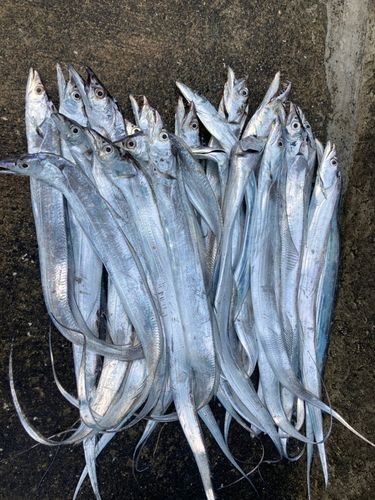 タチウオの釣果