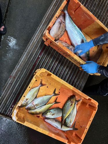 あなたに逢い鯛釣り堀