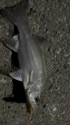 セイゴ（マルスズキ）の釣果