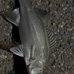 セイゴ(マルスズキ)