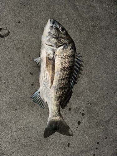 茅ヶ崎海岸