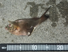 ウミタナゴの釣果