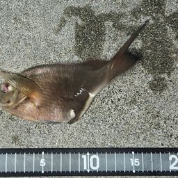 ウミタナゴ