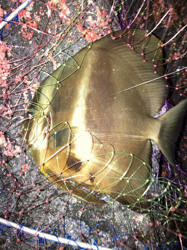 ツバメウオの釣果