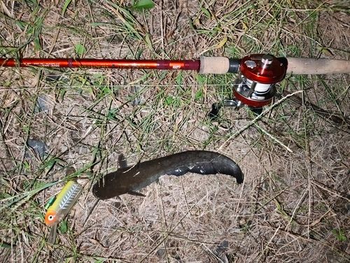 ナマズの釣果