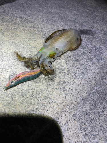 アオリイカの釣果