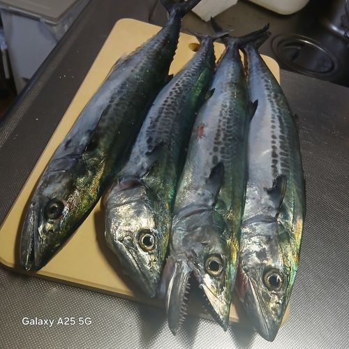 鞠山海遊パーク