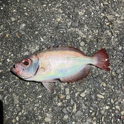 ホウセキキントキ