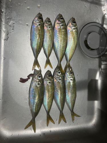マアジの釣果