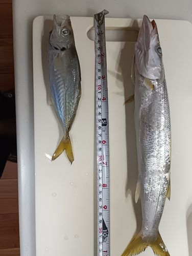大津漁港