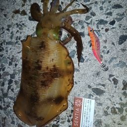 アオリイカ