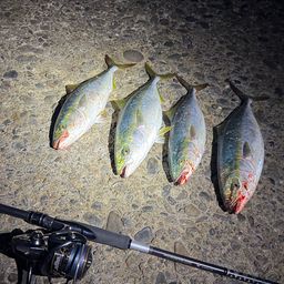 ハマチ