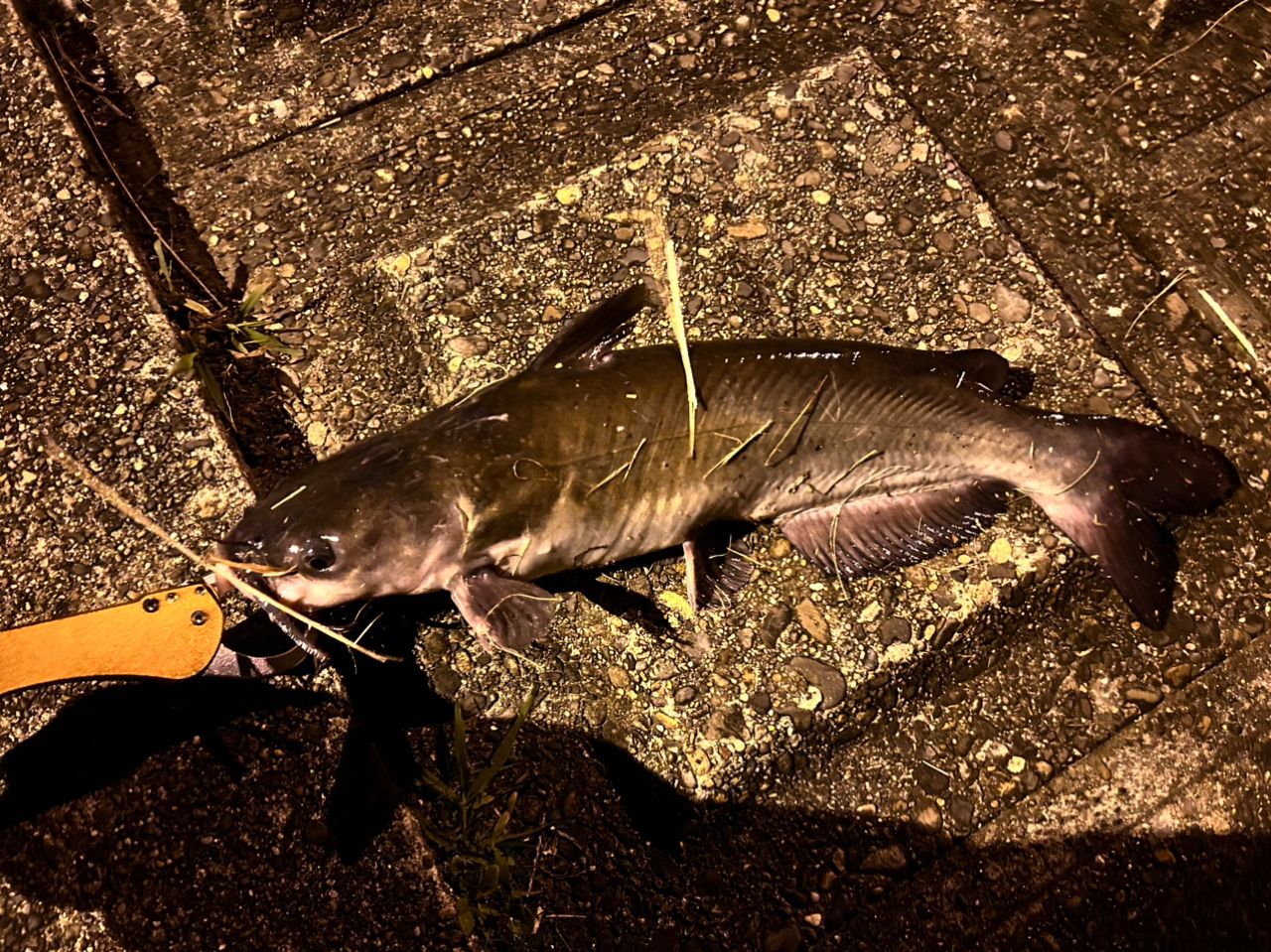 アメリカナマズ