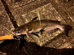 アメリカナマズの釣果