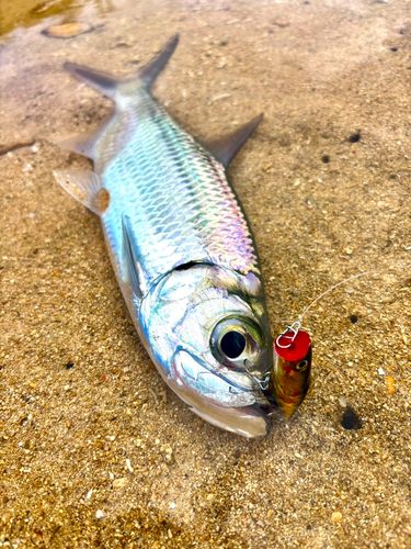 イセゴイの釣果