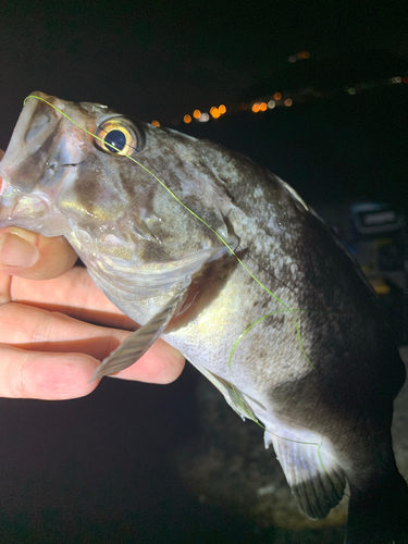 クロソイの釣果