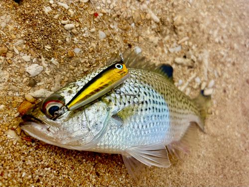 オオクチユゴイの釣果