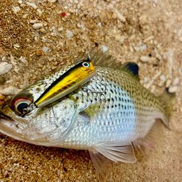 オオクチユゴイ