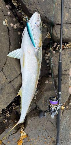 ヒラマサの釣果